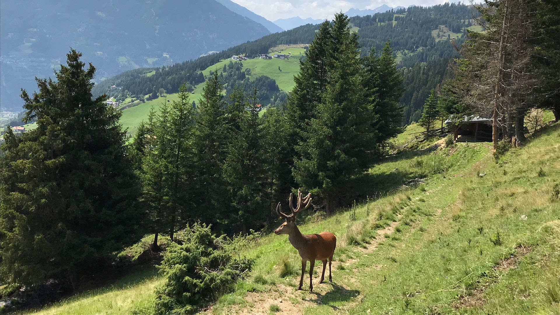 Kulinarik am Buchhammerhof_Rot- und Damwildzucht